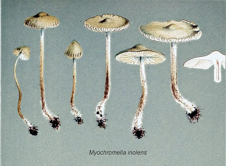 Dokumentasi Myochromella inolens — Fotografi
