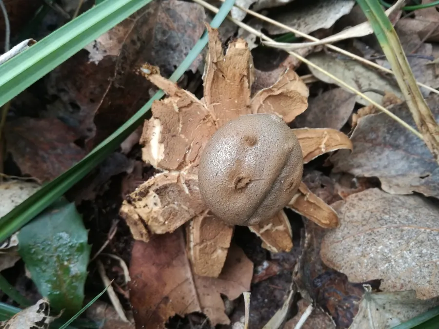 Dokumentasi Myriostoma coliforme — Fotografi