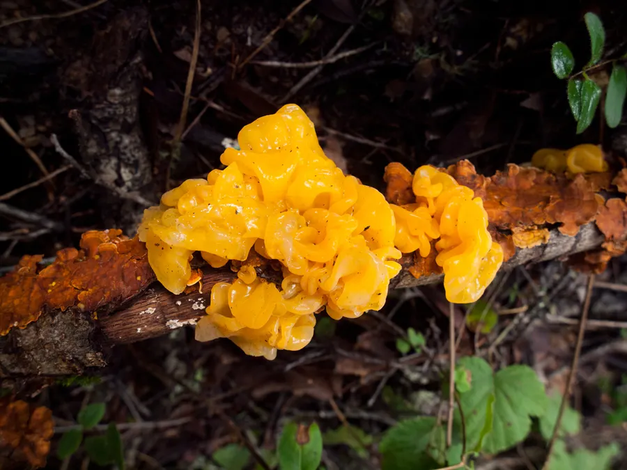 Dokumentasi Naematelia aurantia — Fotografi