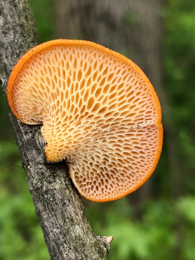 Dokumentasi Neofavolus alveolaris — Fotografi