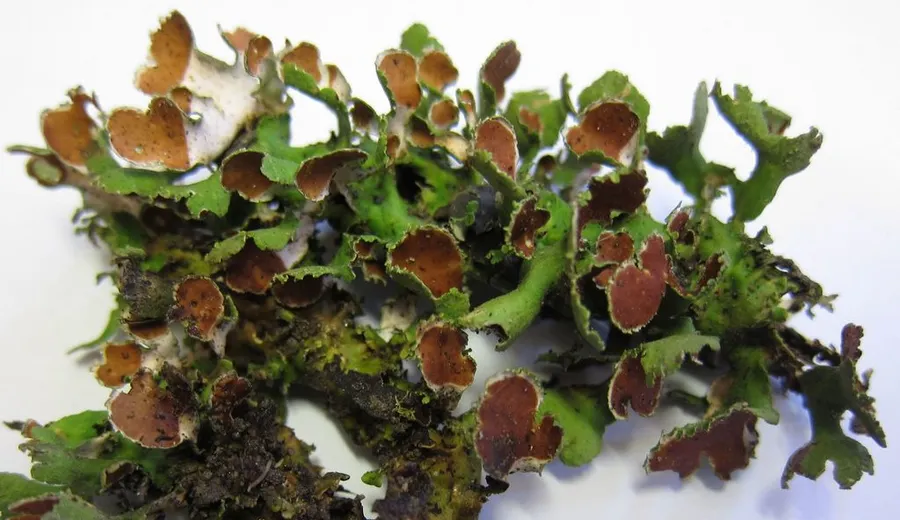 Dokumentasi Nephroma australe — Fotografi