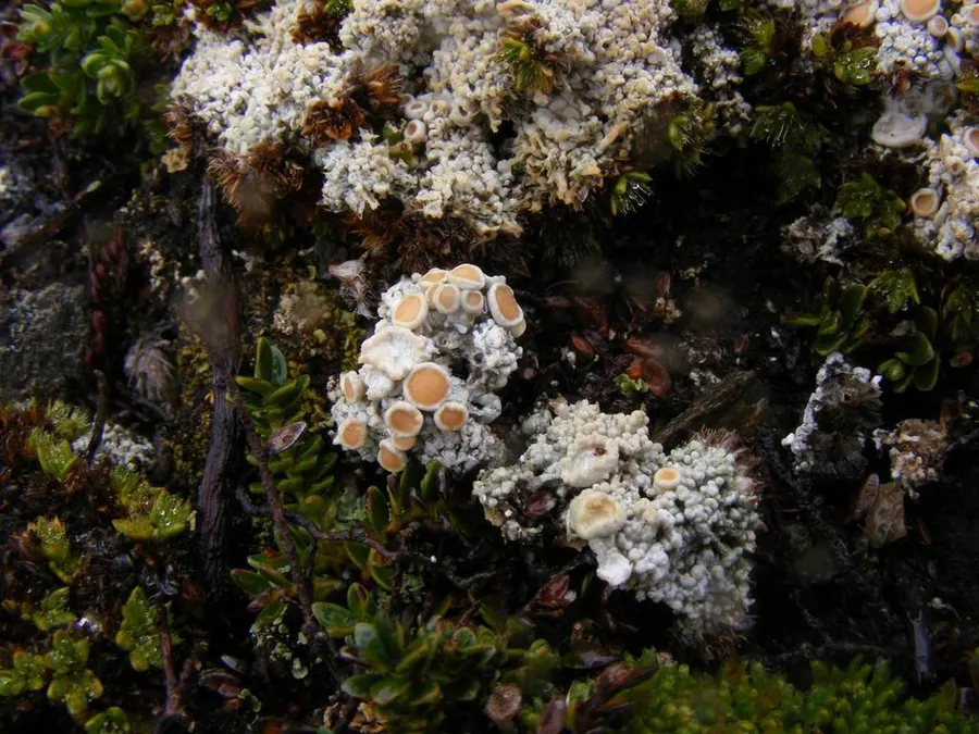 Dokumentasi Ochrolechia frigida — Fotografi