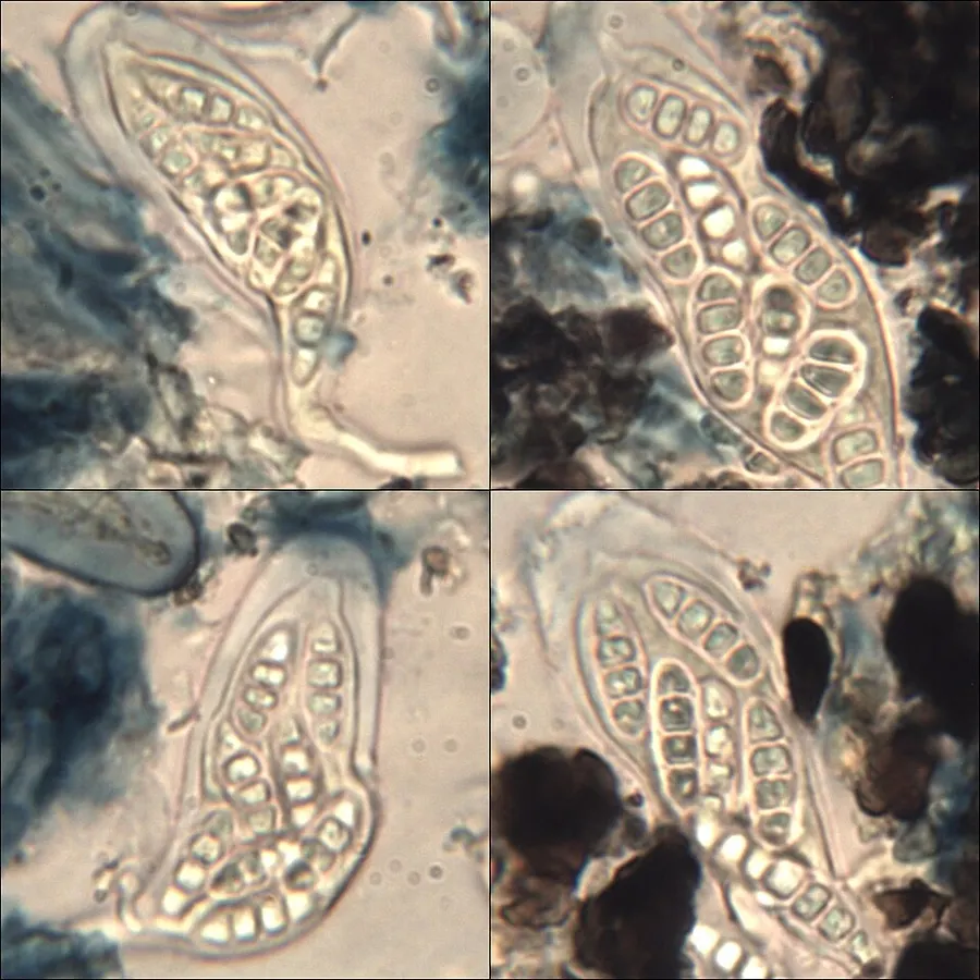 Dokumentasi Opegrapha physciaria — Fotografi