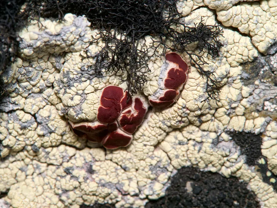 Dokumentasi Ophioparma ventosa — Fotografi