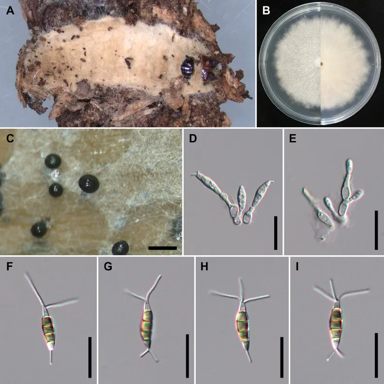 Dokumentasi Pestalotiopsis chamaeropis — Pelat ilmiah