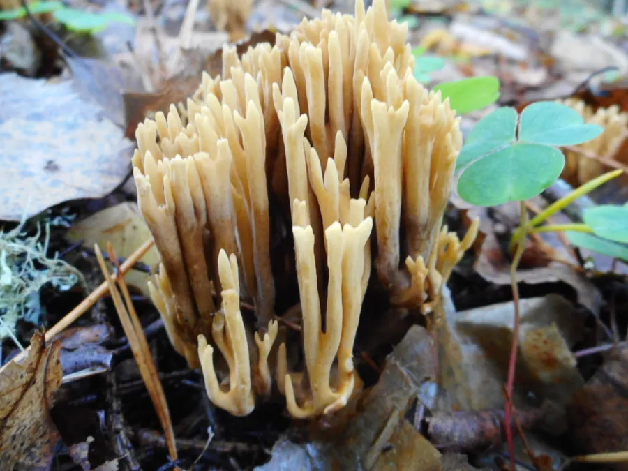 Dokumentasi Phaeoclavulina eumorpha — Fotografi