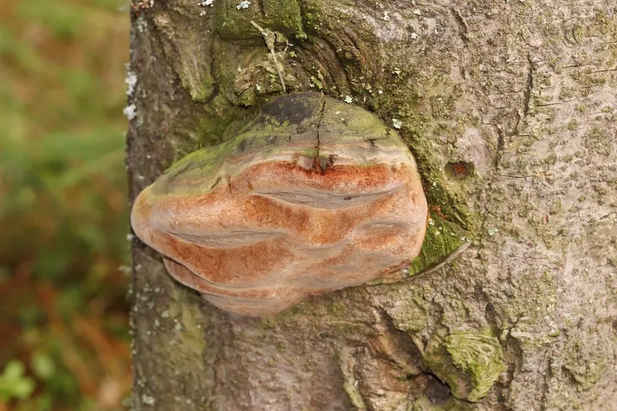 Dokumentasi Fomitiporia hartigii — Fotografi