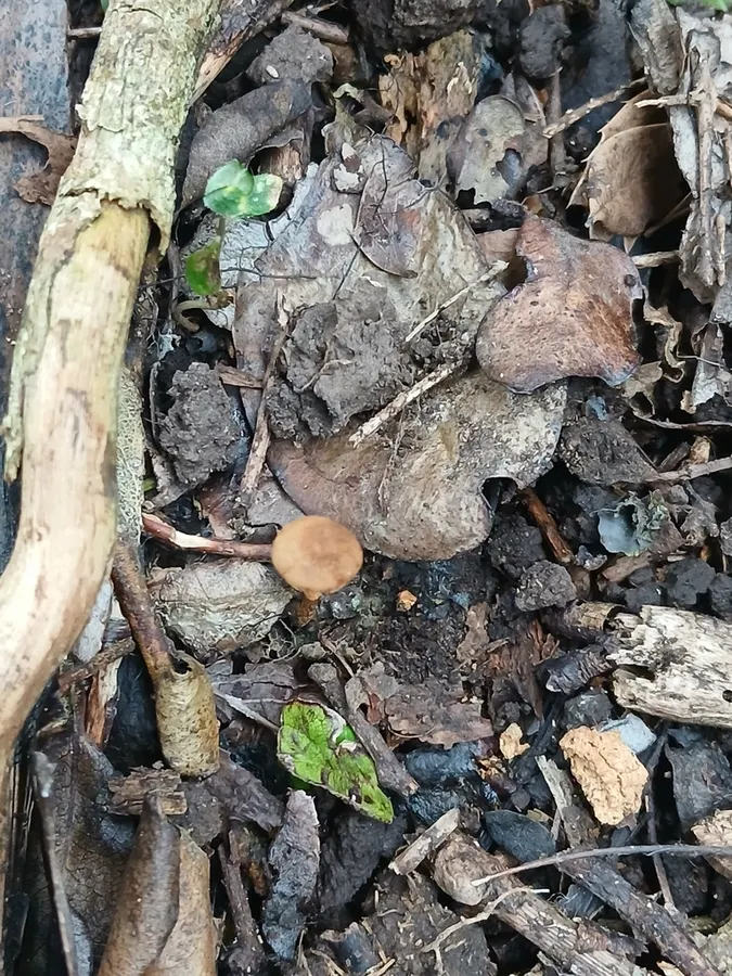 Dokumentasi Pholiotina gracilenta — Fotografi