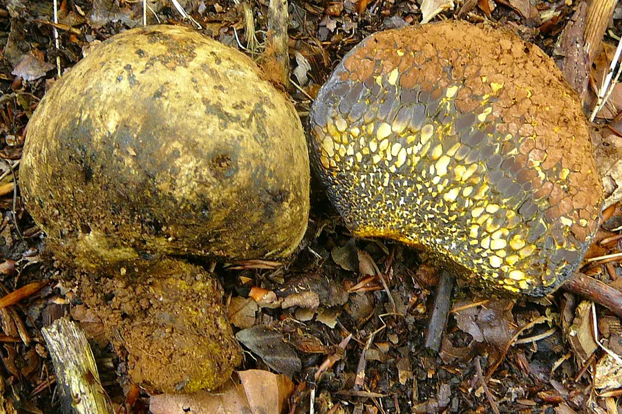 Dokumentasi Pisolithus arhizus — Fotografi