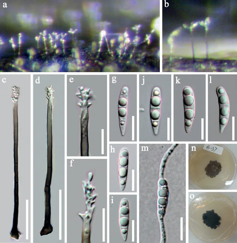 Dokumentasi Pleurothecium aquaticum — Pelat ilmiah