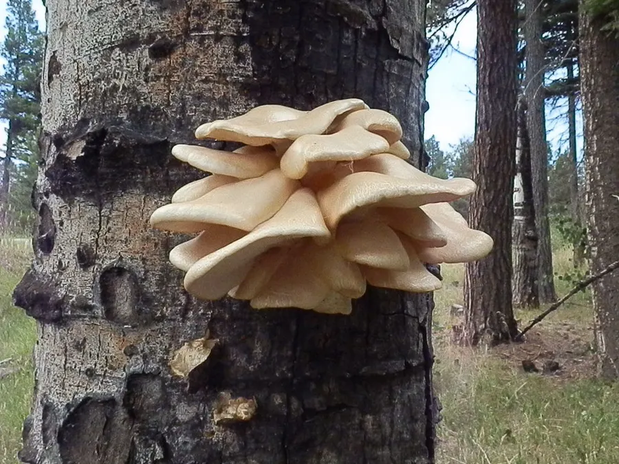 Dokumentasi Pleurotus populinus — Fotografi