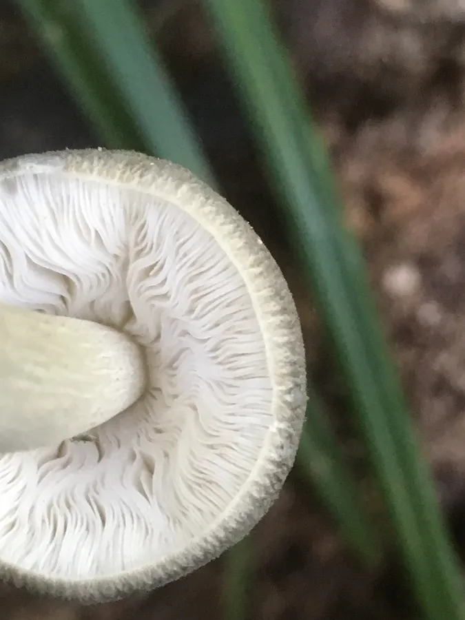 Dokumentasi Pluteus salicinus — Fotografi