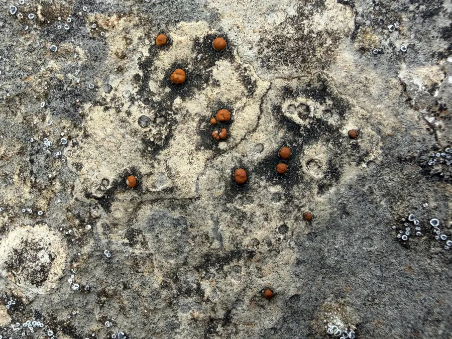 Dokumentasi Protoblastenia calva — Fotografi