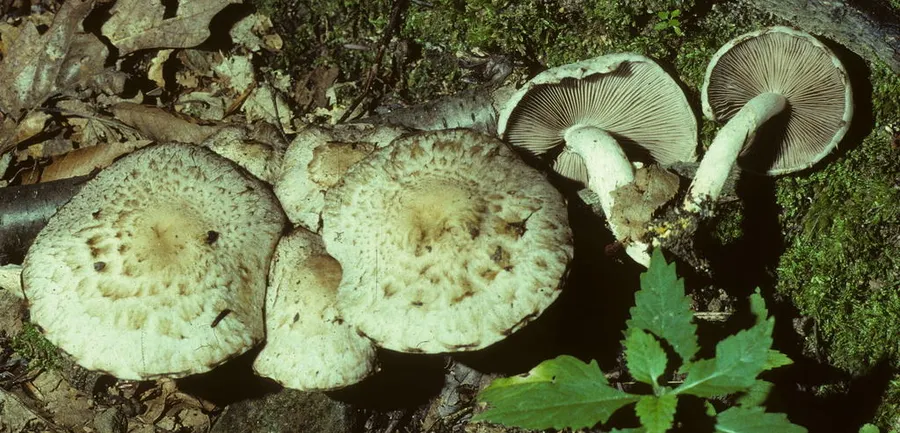 Dokumentasi Psathyrella cotonea — Fotografi