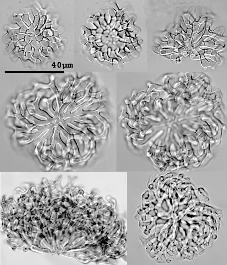 Dokumentasi Pseudoclathrosphaerina spiralis — Fotografi