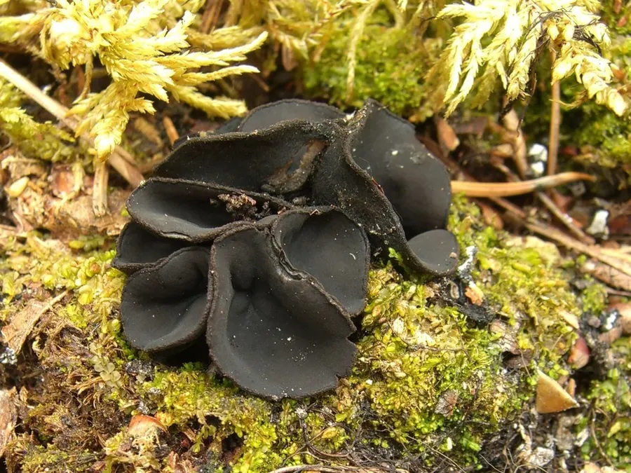 Dokumentasi Pseudoplectania nigrella — Fotografi