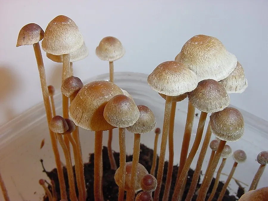 Dokumentasi Psilocybe tampanensis — Fotografi