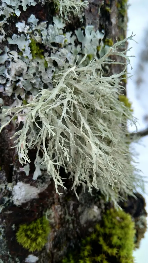 Dokumentasi Ramalina farinacea — Fotografi