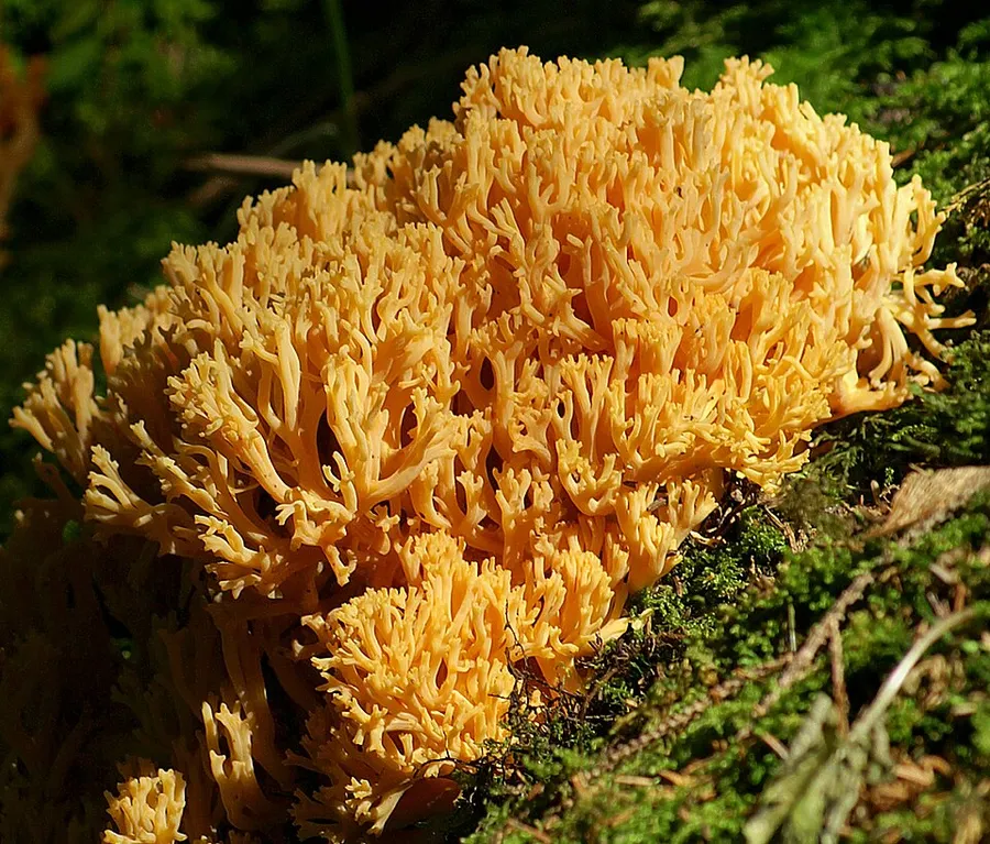 Dokumentasi Ramaria aurea — Fotografi