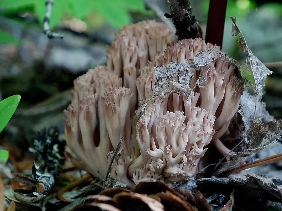 Dokumentasi Ramaria rubripermanens — Fotografi