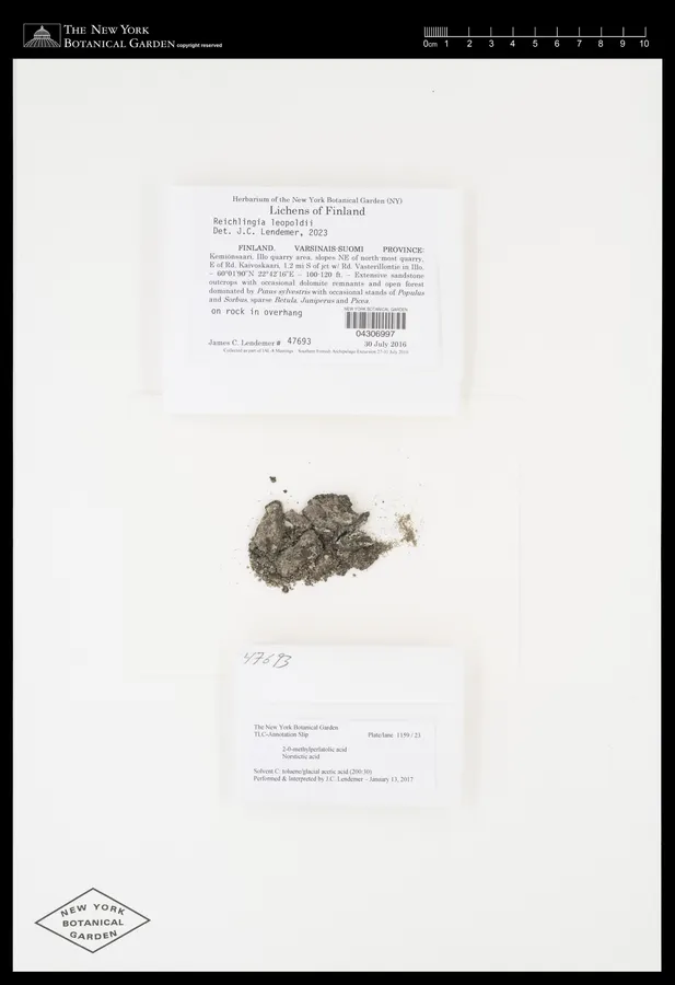 Dokumentasi Reichlingia leopoldii — Voucher herbarium