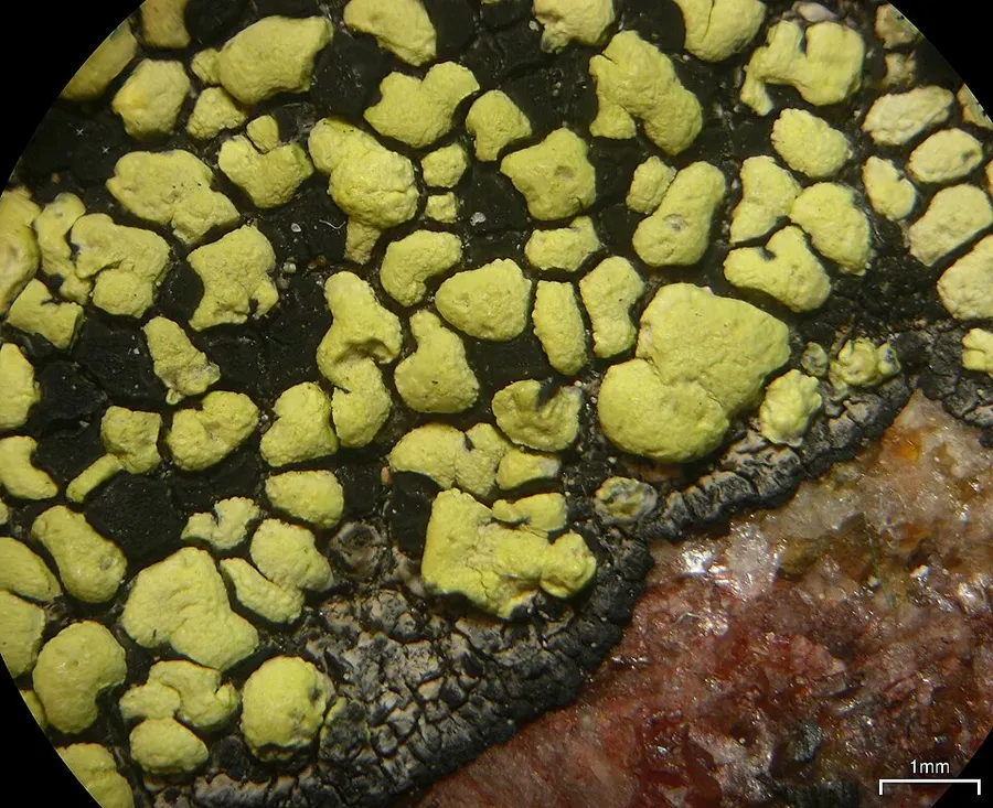Dokumentasi Rhizocarpon superficiale — Fotografi