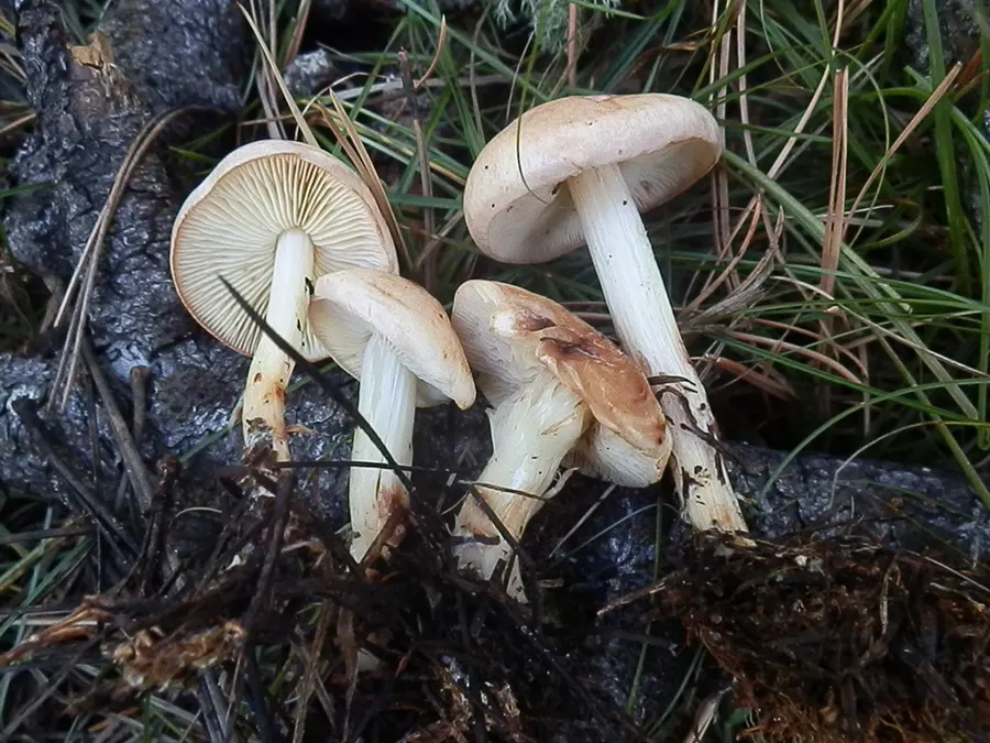 Dokumentasi Rhodocollybia maculata — Fotografi