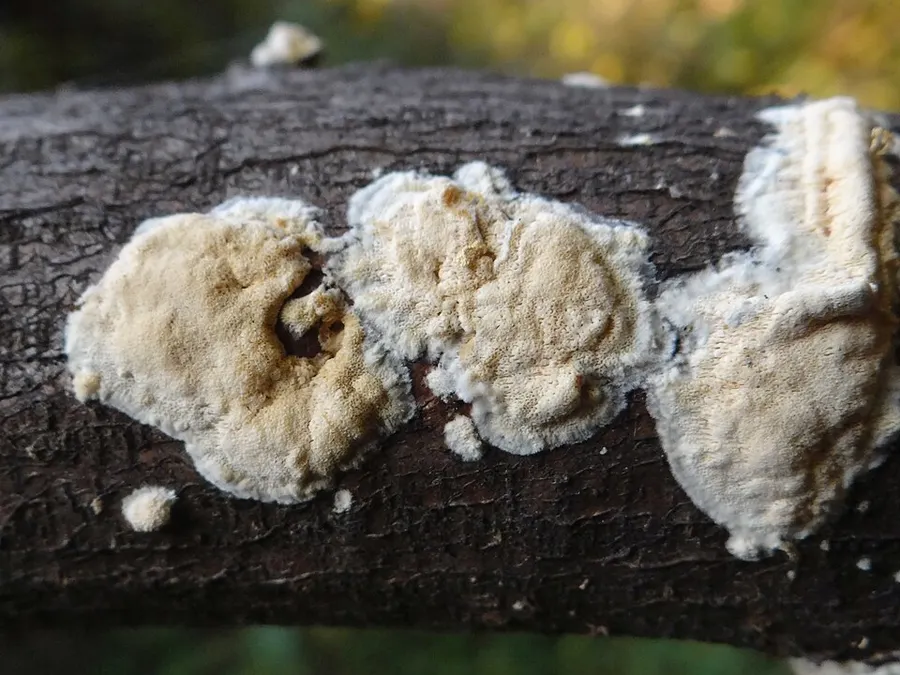 Dokumentasi Rigidoporus sanguinolentus — Fotografi