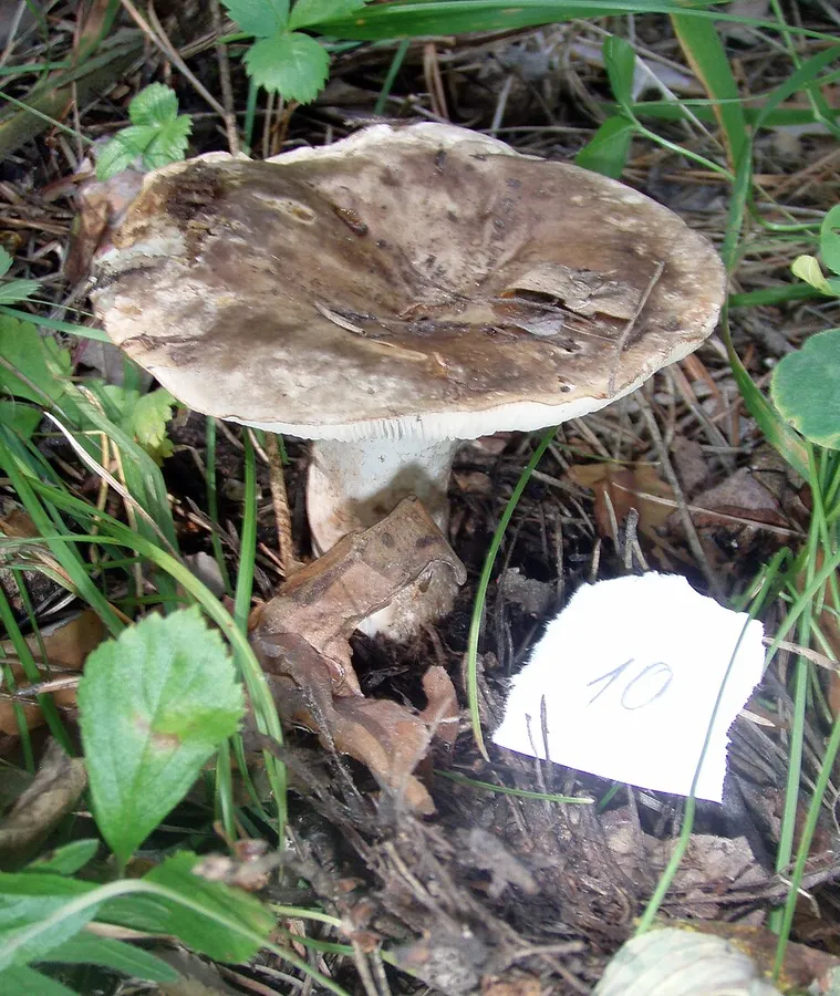 Dokumentasi Russula acrifolia — Fotografi