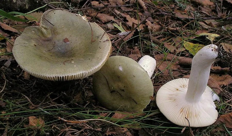 Dokumentasi Russula aeruginea — Fotografi