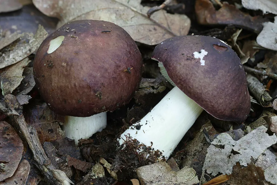 Dokumentasi Russula brunneoviolacea — Fotografi