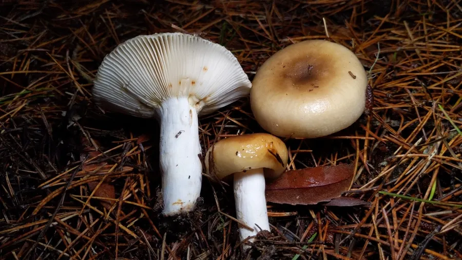 Dokumentasi Russula cerolens — Fotografi