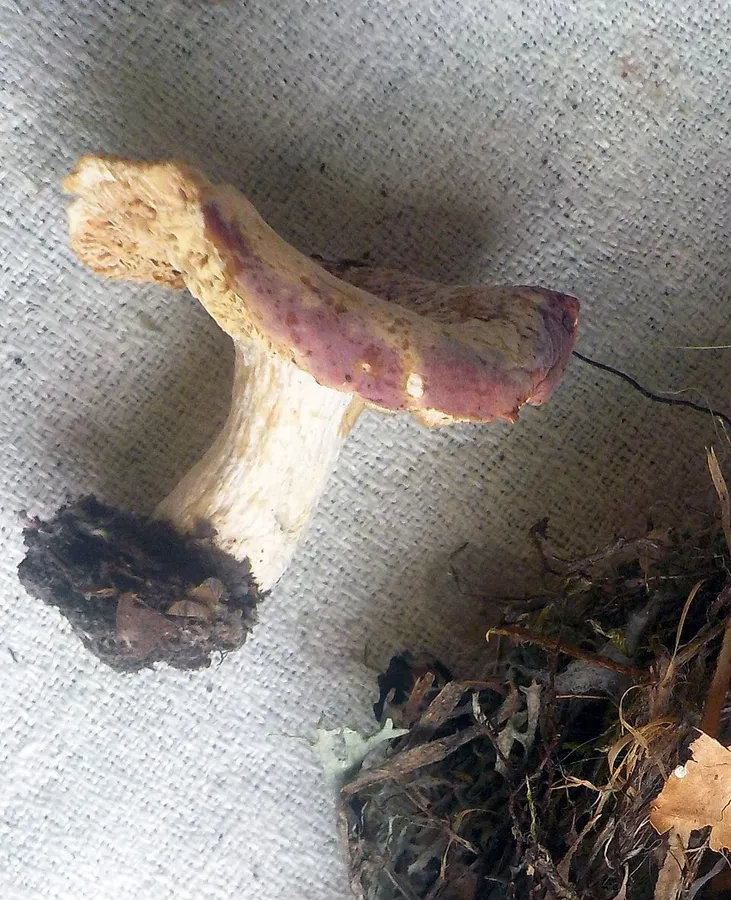 Dokumentasi Russula curtipes — Fotografi