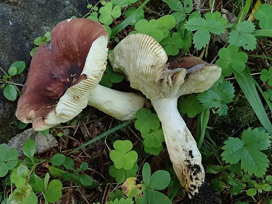 Dokumentasi Russula favrei — Fotografi