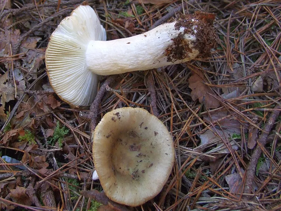 Dokumentasi Russula livescens — Fotografi