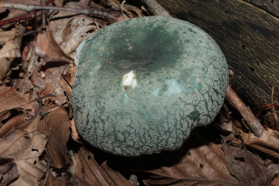 Dokumentasi Russula parvovirescens — Fotografi