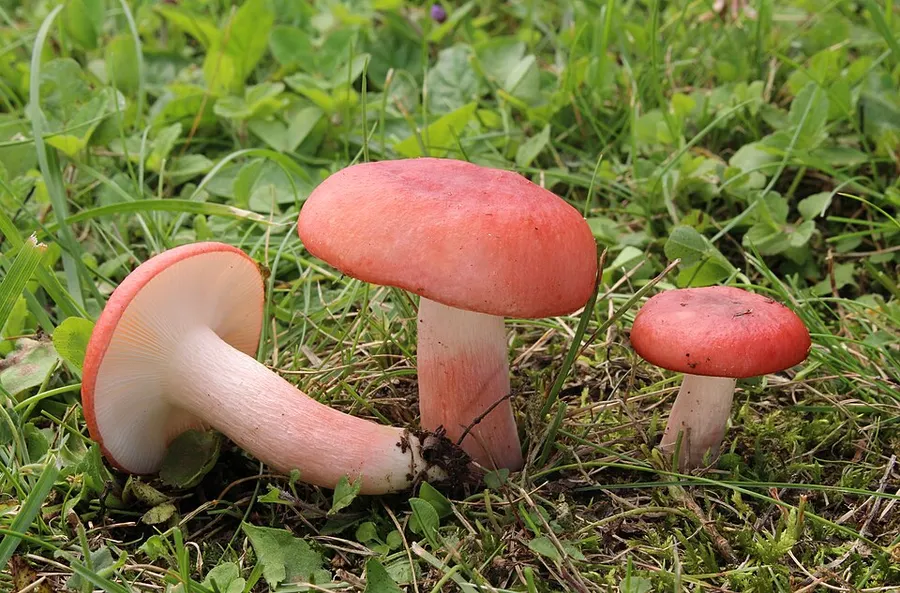 Dokumentasi Russula sanguinaria — Fotografi