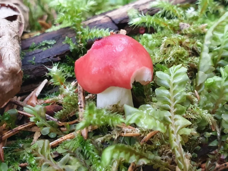 Dokumentasi Russula silvestris — Fotografi