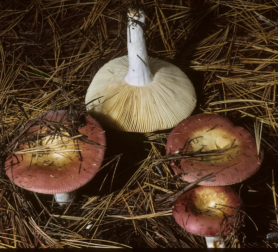 Dokumentasi Russula vinosa — Fotografi