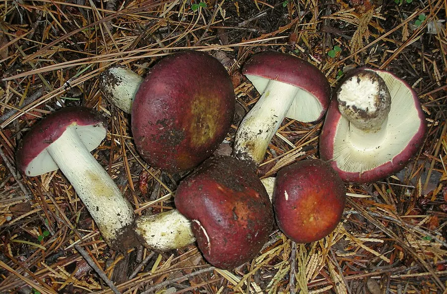 Dokumentasi Russula xerampelina — Fotografi
