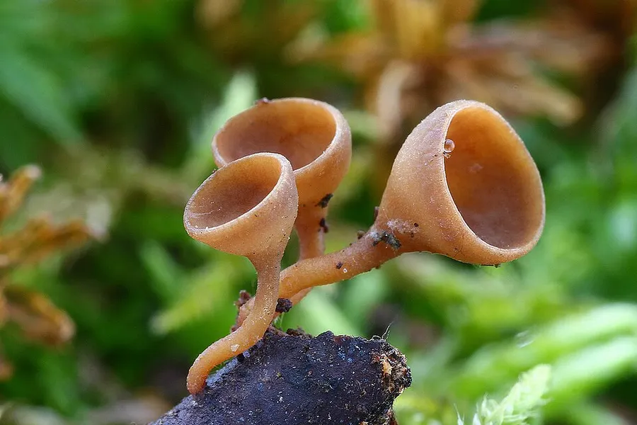 Dokumentasi Rutstroemia bolaris — Fotografi