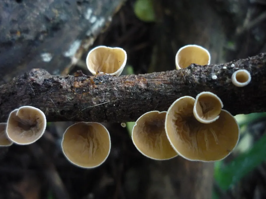 Dokumentasi Schizophyllum amplum — Fotografi