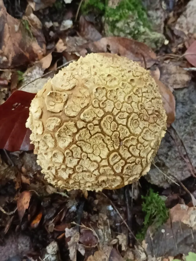 Dokumentasi Scleroderma citrinum — Fotografi