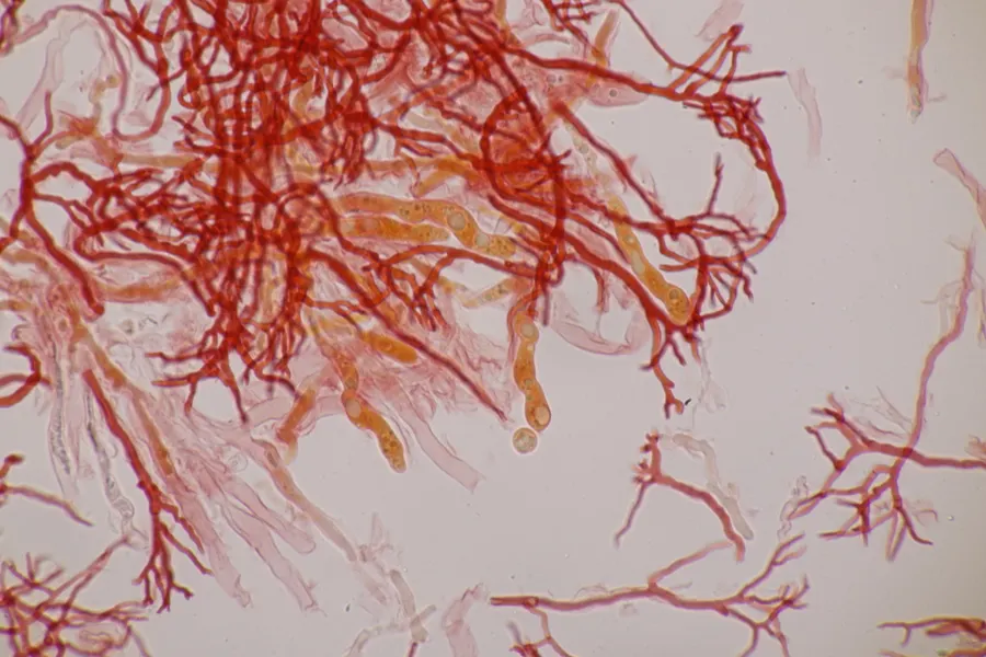 Dokumentasi Scytinostroma hemidichophyticum — Fotografi