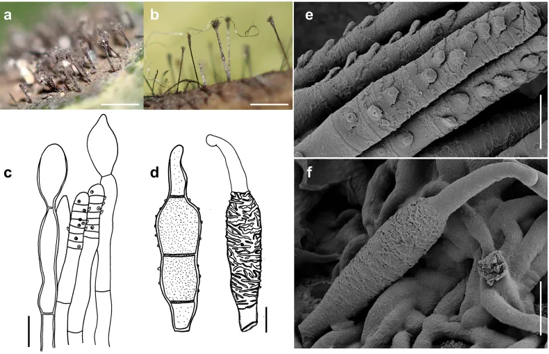 Dokumentasi Spiropes melanoplaca — Pelat ilmiah