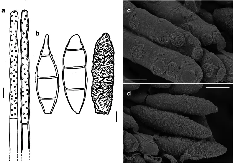 Dokumentasi Spiropes penicillium — Pelat ilmiah