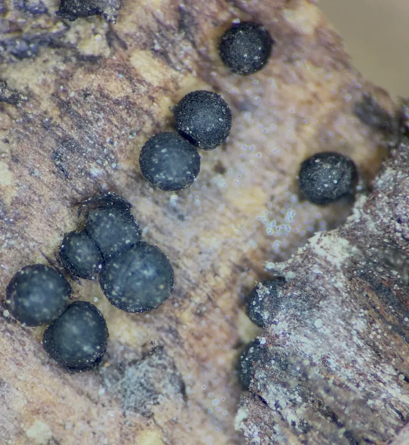Dokumentasi Splanchnonema ampullaceum — Fotografi