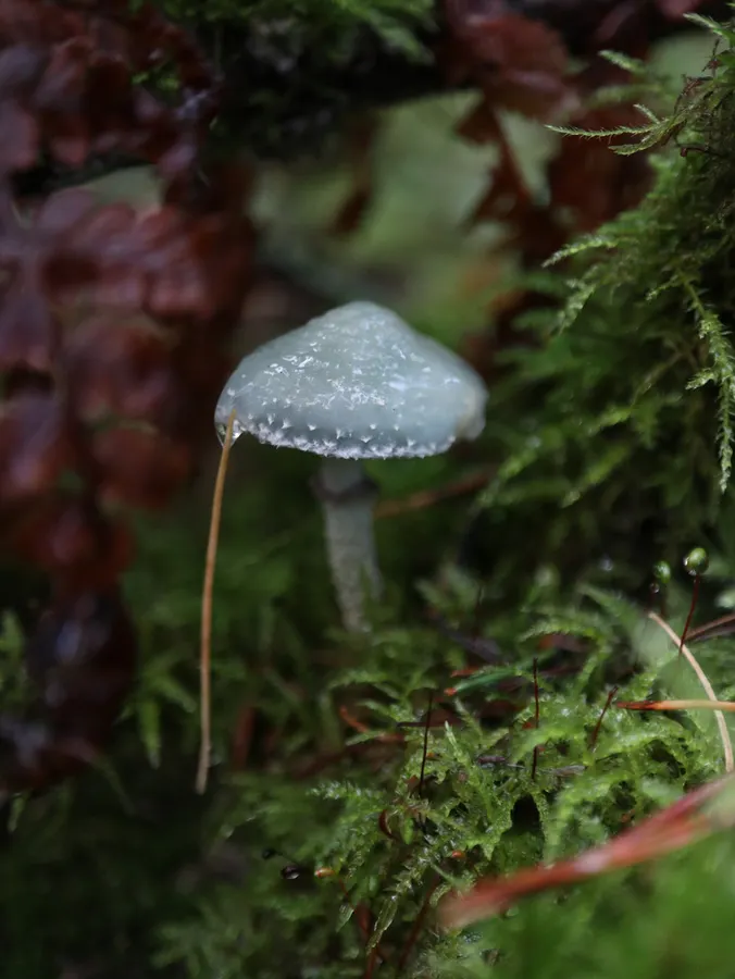 Dokumentasi Stropharia aeruginosa — Fotografi