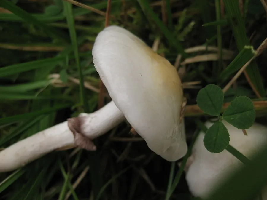 Dokumentasi Stropharia albonitens — Fotografi