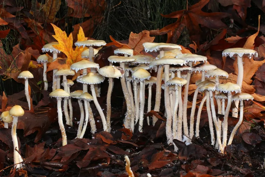 Dokumentasi Stropharia ambigua — Fotografi